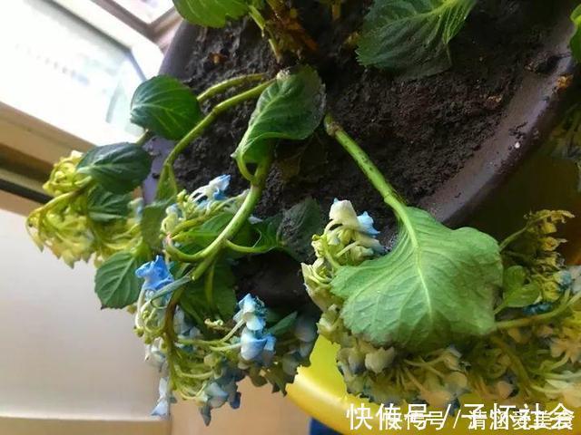 月季|垃圾桶中容易“捡到”的3种花，1分钱不花，养出几十盆，花开爆盆