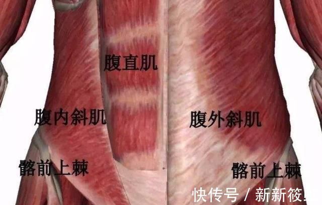 训练|如何练出人鱼线，马甲线，v字腹肌牢记3点，快速铲除肚子肥肉