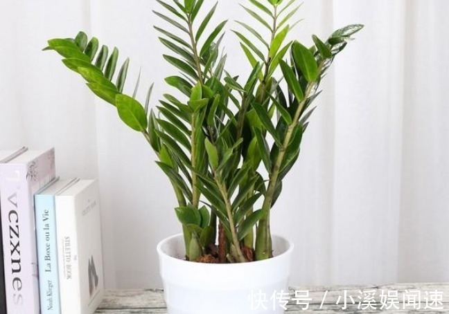 这几种花寓意太好了,镇宅养人还招财,一旦养上一盆,全家都富有