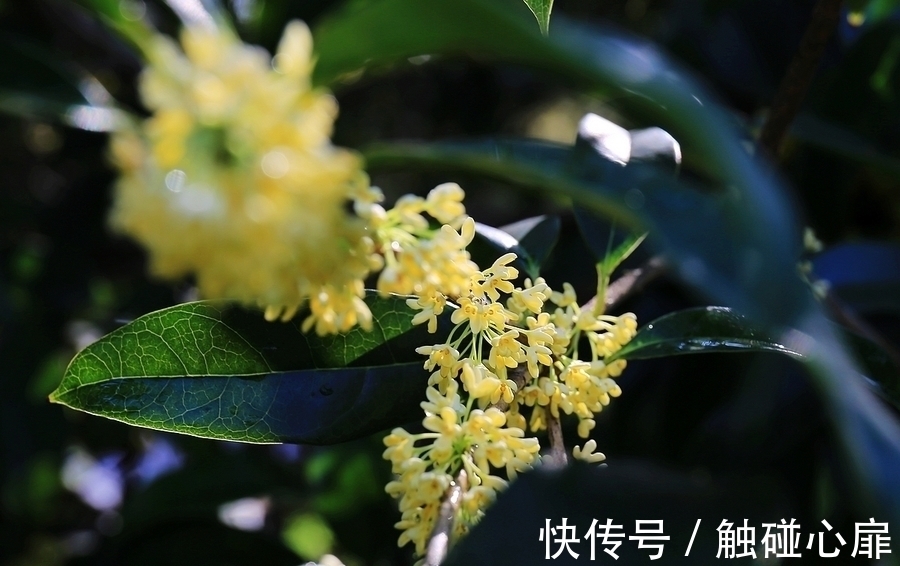 鸦鹊$王建中秋夜写下一诗,成为流传千古的经典之作,整个唐代少有人及