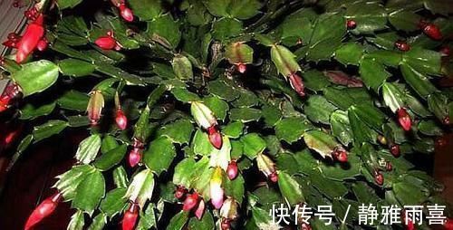 爆盆|养蟹爪兰做好三点,叶肥根壮,开花爆盆,养不好已成过去