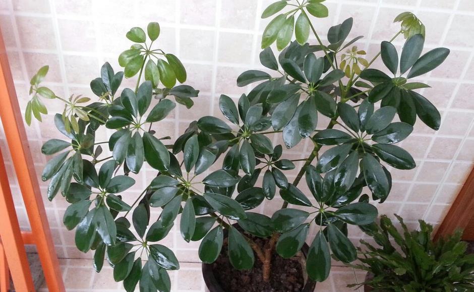 鸭脚木|夏季养鸭脚木，除了打理好基础外，还需多注意2点