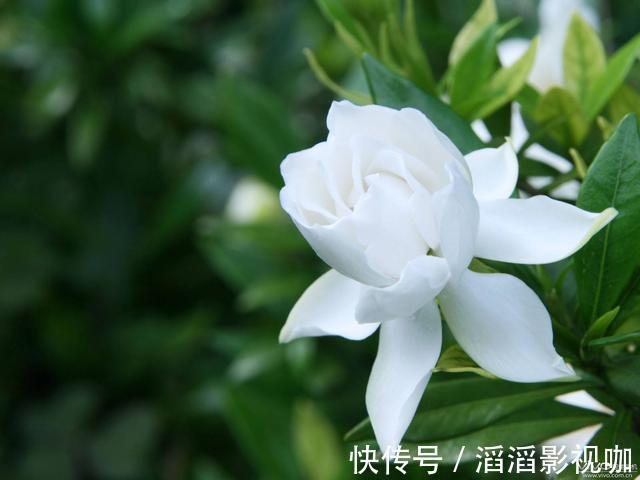 栀子花|栀子花度夏难，几个关键的养护知识你要知道，枝繁叶茂