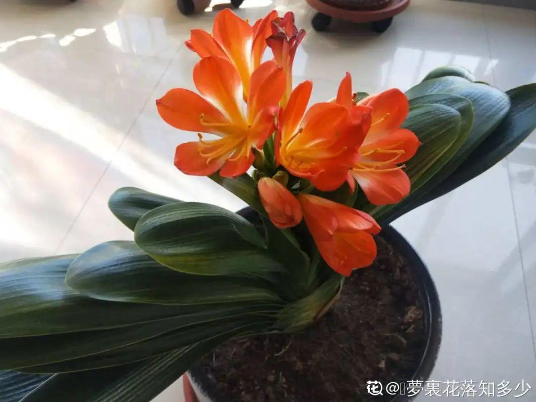 营养液|马上进入花期的花，10天一次肥，下个月就开花