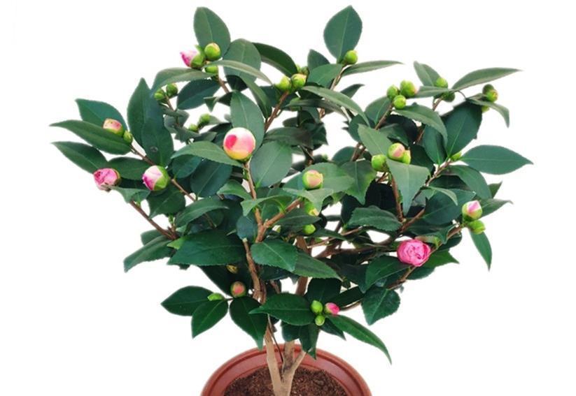 初春养茶花，记住三个事项和注意要点，不落蕾也不掉叶