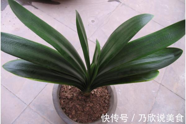 君子兰叶子发黄怎么办教你几招,让叶片重新焕发亮绿!