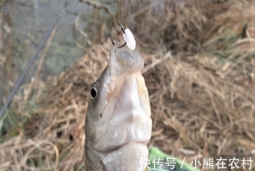 红薯|其实家里也有几种鱼饵,不比商品饵差,上鱼快
