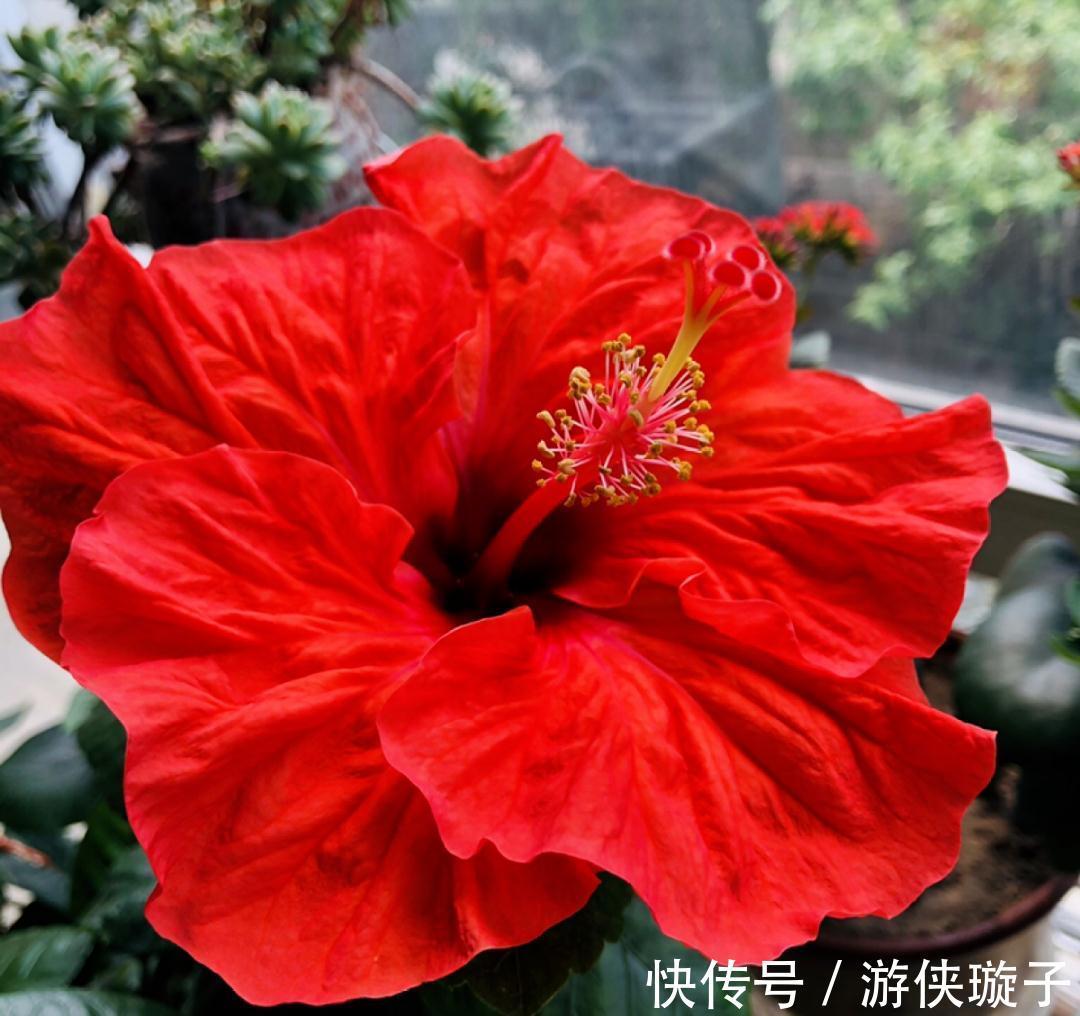 9种“勤劳花”,别名“天天开”,365天花不断,也不怕累坏了