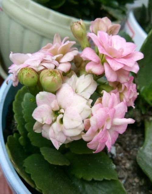 我养的长寿花长势很好，为什么不见花骨朵？