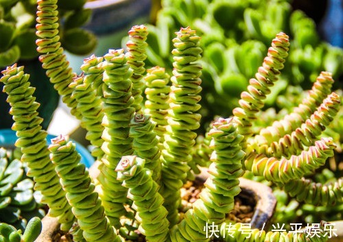 碧玉莲碧玉莲|这些多肉可以吊起来养,超级好养活,放在阳台上养如瀑布般绚丽