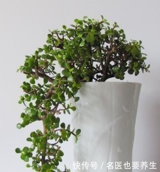 肥料|养金枝玉叶,不注意“2点”,叶片哗哗掉,小心变光杆!