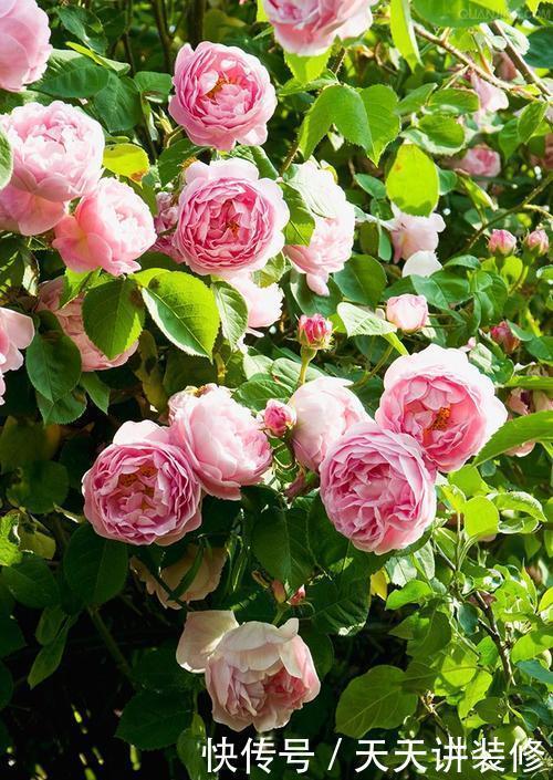 6种耐寒花，好看好打理，年年花满枝头，值得拥有！