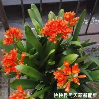 君子兰|把它倒在花盆里,君子兰疯长如野草,一次能开30多