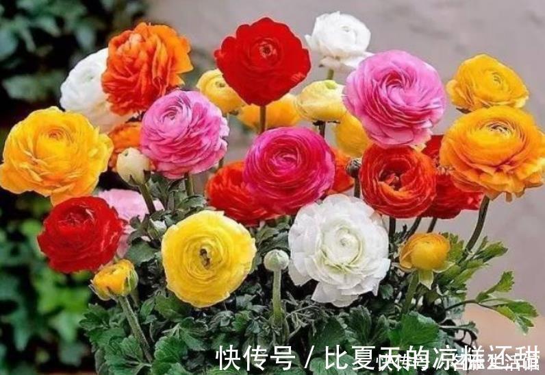 植株|秋天养花,首选4种花,花期长、颜值高,晒晒太阳开花一茬又一茬