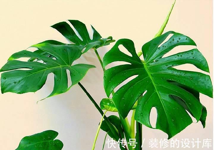 净化|5种植物养在家中，不仅净化空气还能促进睡眠呢