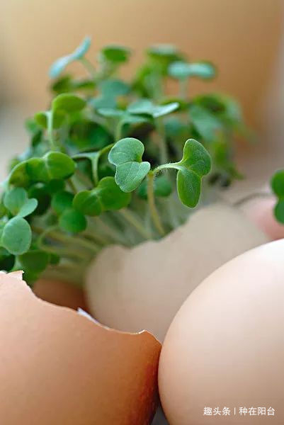 用力过猛|她用废弃的蛋壳“孵出”美丽的多肉植物,实在太迷你可爱了!