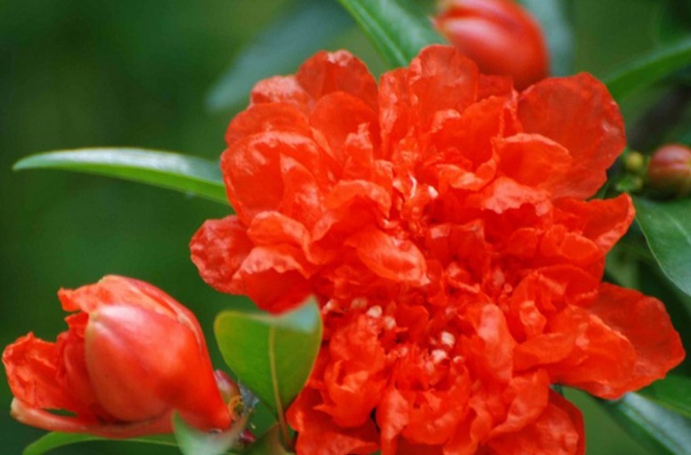 1种“古老花”，花开红似火，比月季好养，寓意富贵、子孙满堂