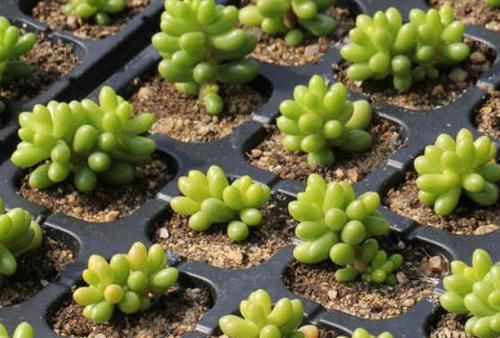 养多肉绿龟之卵，摸清这些，叶子水灵灵、翠绿欲滴