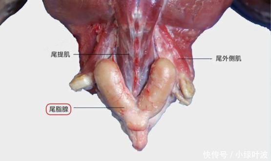 鸭子浑身是宝，但身上有1部位千万别吃！有些人却视为最爱