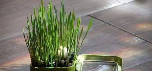 养花|除了花盆之外,这些东西也是绝佳的养花神器,你用过吗?