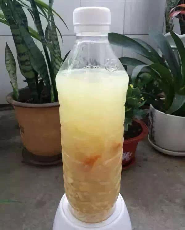 邻居养绿萝，只浇1种水，养3个月，新芽嗖嗖冒，爆盆了！