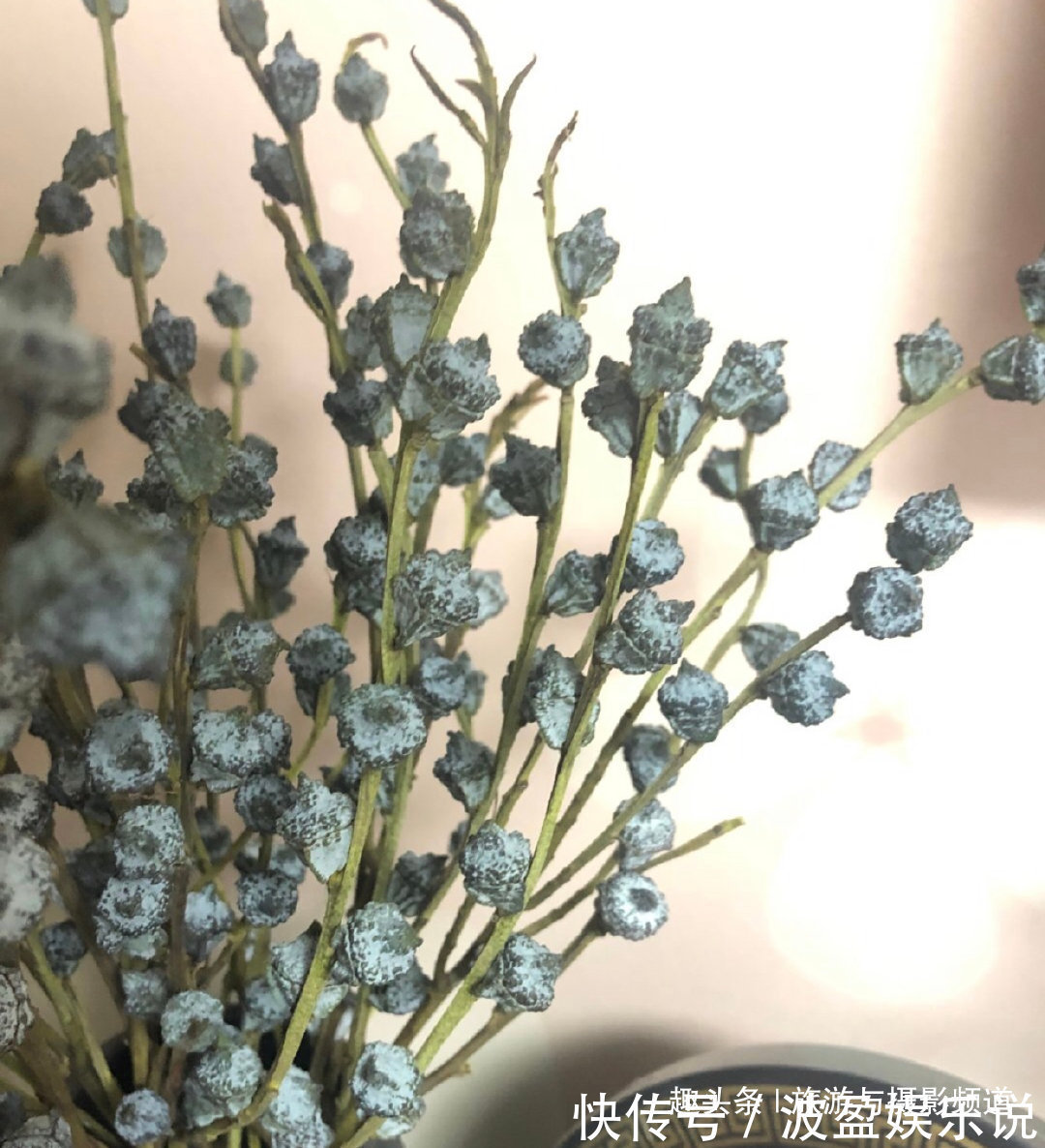 免疫系统|世界上最神奇的树!先结果后开花还不会枯萎!见到的人会幸福