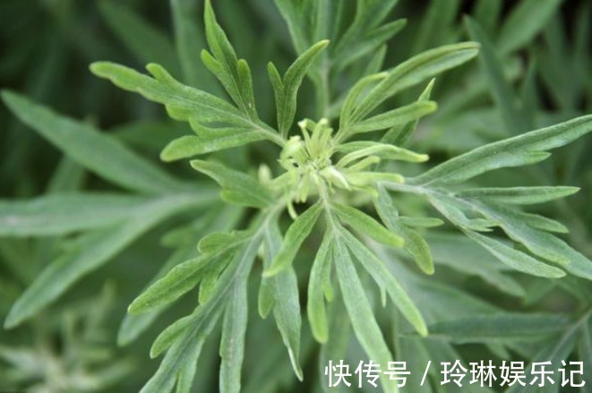 艾叶|“家有三年艾,郎中不用来”,艾叶浑身都是宝!但这类人不要碰