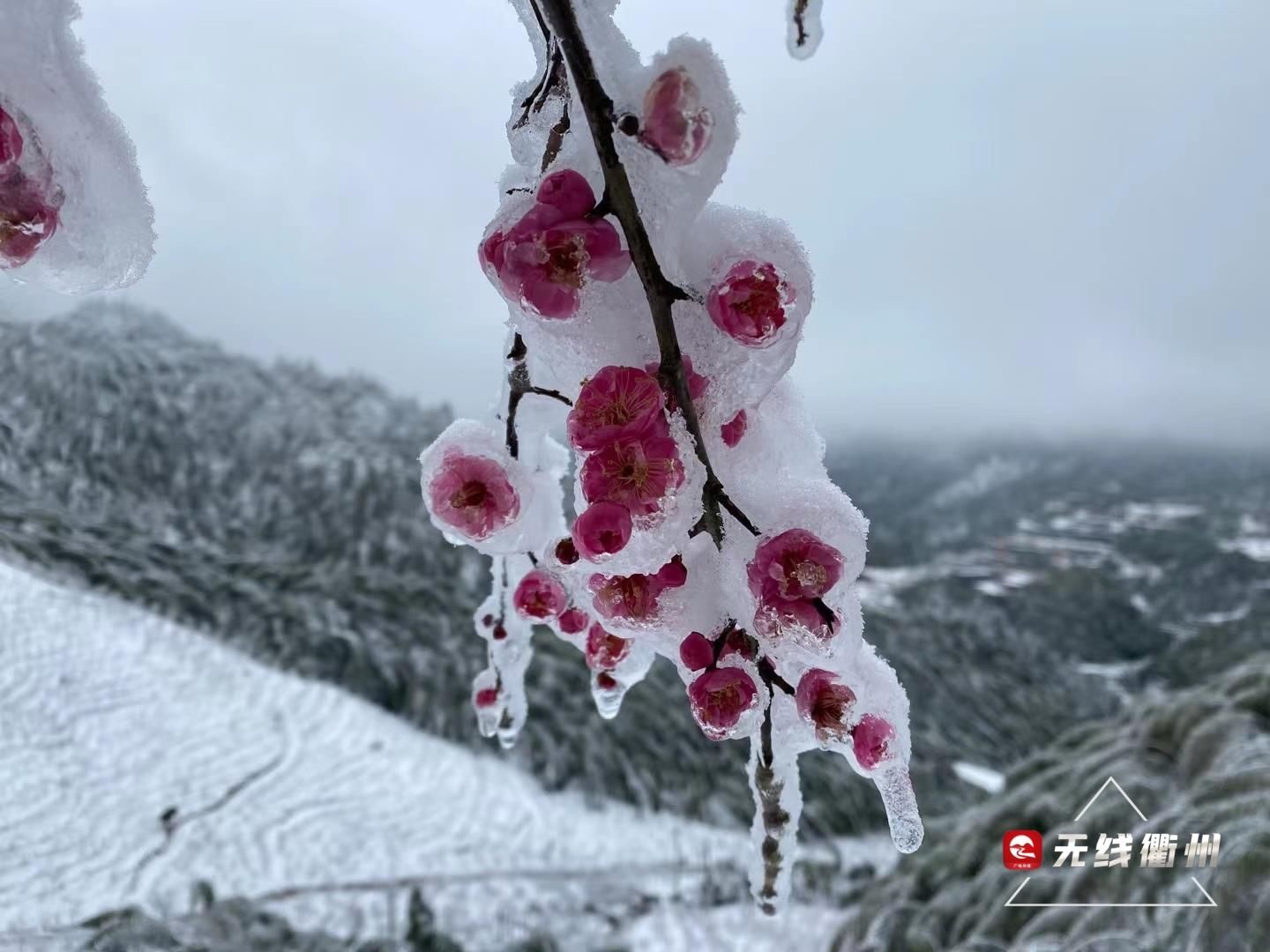 七里乡|“雪景+梅景”，到柯城七里寻香去~