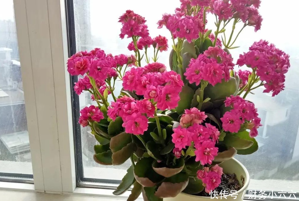 花叶|养花,戒掉这些坏习惯,养啥花都简单,爆盆不成问题