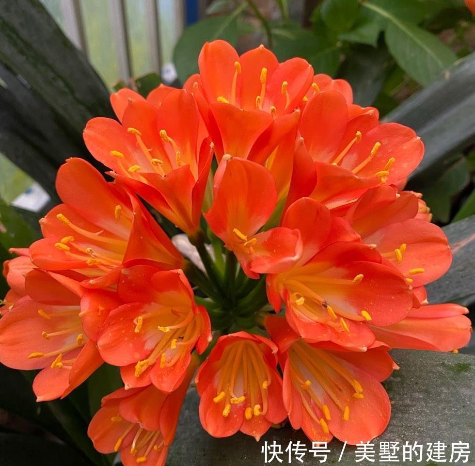 叶片|秋季养君子兰的2个正确步骤，叶片厚绿，花期顺利开出“手捧花”