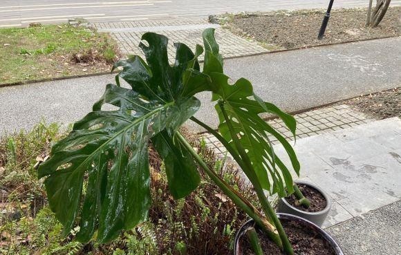 植物|这种植物最适合家养，叶子油绿，长势飞快，关键还能净化空气