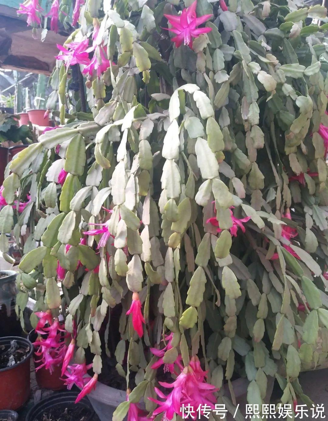 1种花不是真昙花，1次能开上百朵，比蟹爪兰美，怪不得都去抢假货