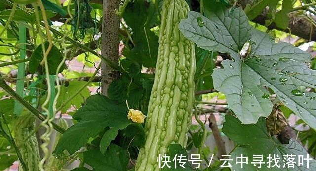 苦瓜|快手简单的家常菜，辣白菜苦瓜炒鸡蛋，美味好吃，炒一炒就做好！
