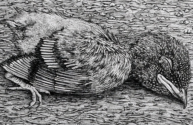 olivia@全球最“抠”美女画家,用一支2元针管笔惊艳世界