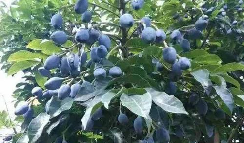 美食|只有两广地区才知道的美食，很多外地人都不知道，不买肉都要买它