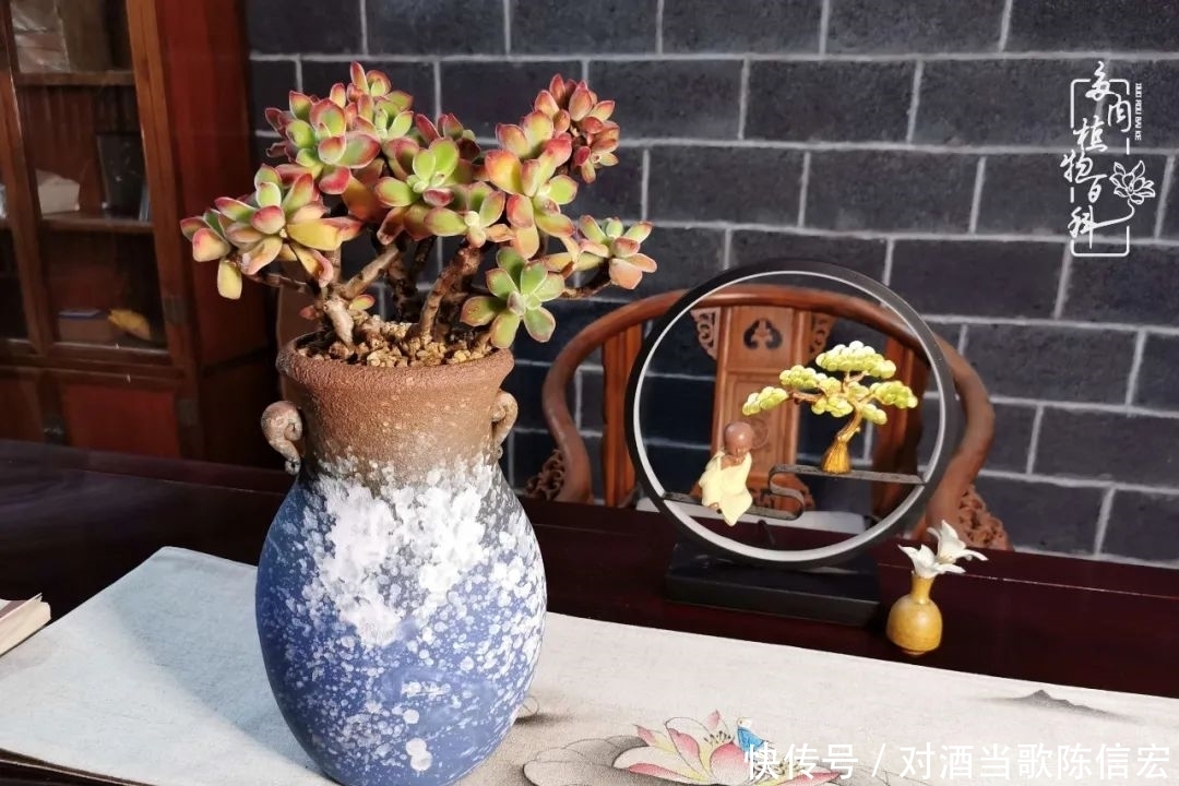 多肉桃花源:别人笑我太疯癫,我笑他人看不穿!