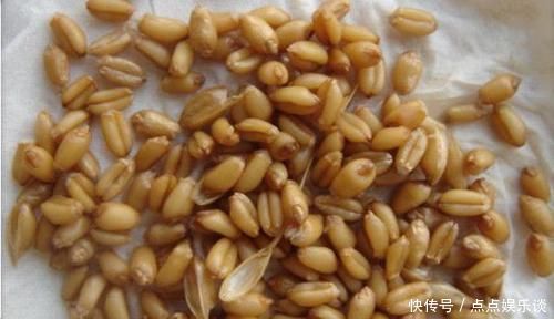 麦粒|推荐的两款自制麦粒饵,钓鲫鱼很好用,而且小鱼不闹窝!