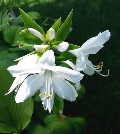 玉簪花|此花是中国名花,花叶俱美,香味宜人,好养易活,是盆栽佳品