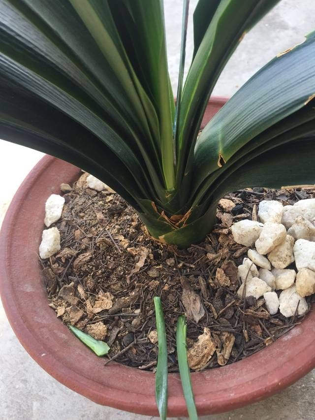 君子兰长出抽屉叶怎么办直接用刀割成开裆裤恢复吧