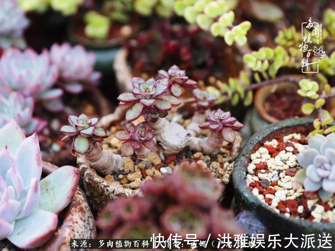 橙梦露|笼子里露养的多肉，越养越美！有多肉的日子伴着小确幸！