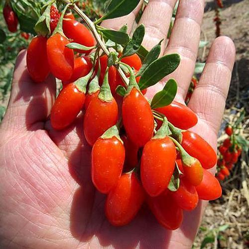 找到一把“枸杞”，种在盆里变盆栽，7天长芽，以后年年摘果吃