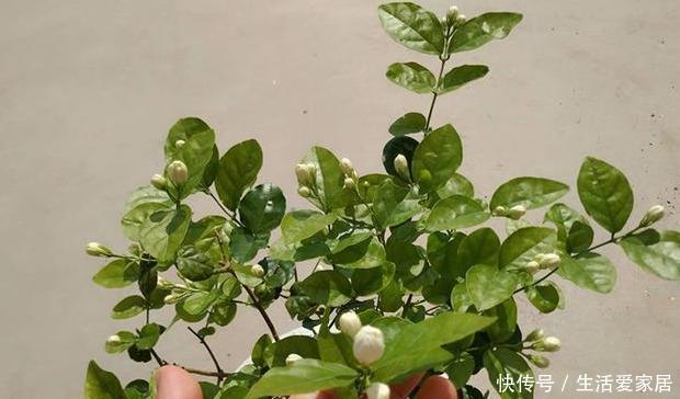 过冬|盆栽茉莉花,冬天这样养,枝条壮实好过冬,明年还能开5茬!