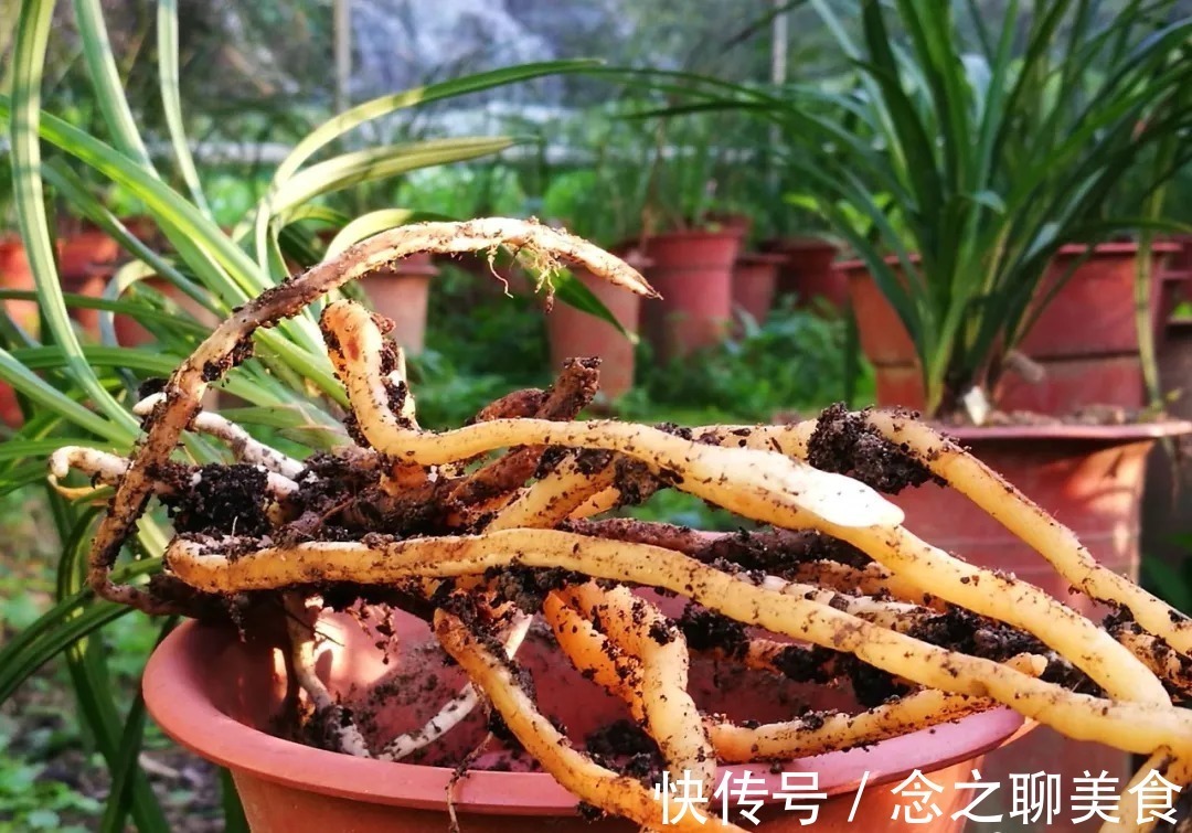 梅雨季节|梅雨季节室外养兰花，如何有效避免烂根？这个技巧值得收藏