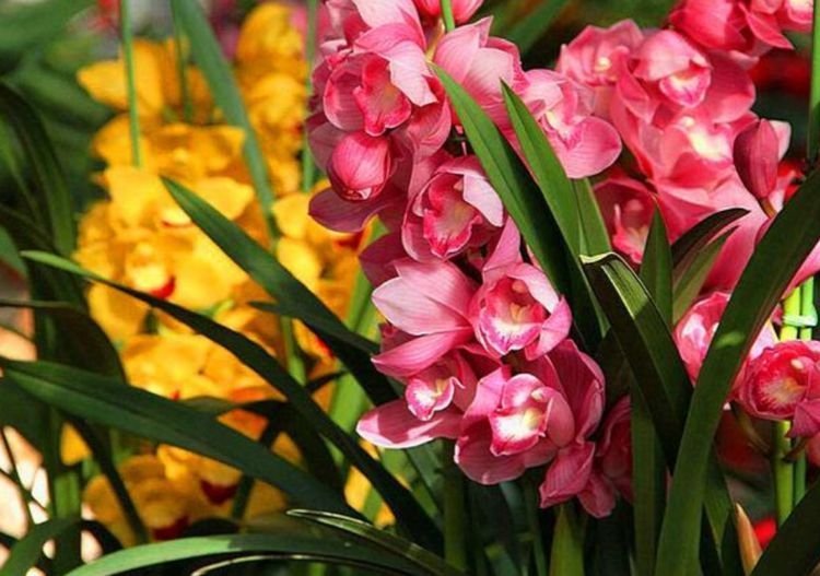 4种漂亮花,好养易活,花开不断,挤满整个阳台,花儿轻松开爆盆