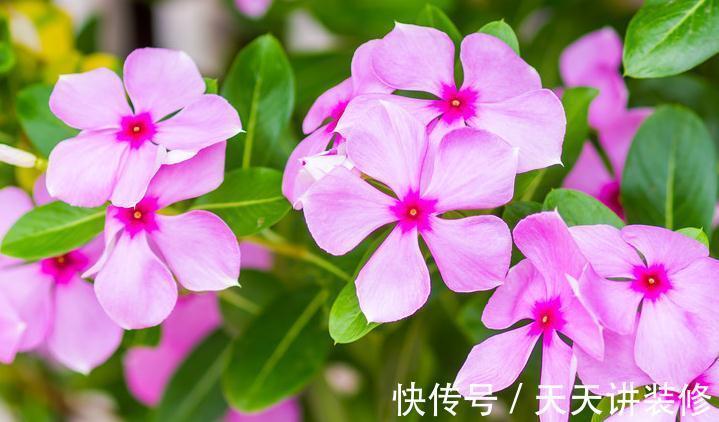 天天开花的长春花要如何养才能花繁叶茂,日日开花