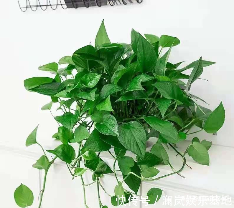 长寿花|养坏了几十盆花,才总结出来的避坑心得,养花新手看这篇就够了