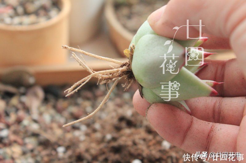 秋天|处暑过后，给多肉植物做件事，让它在秋天心无旁驽，专心变美