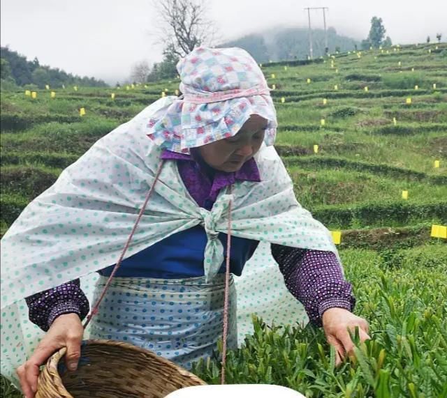 茶叶|“在喝茶时，人们都会把第一泡倒掉！”茶叶真的很脏吗？