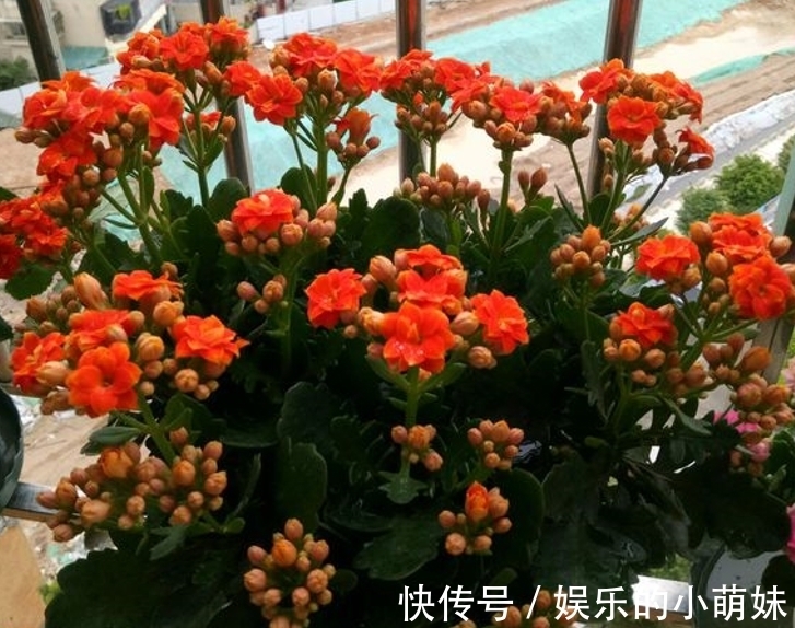 长寿花总是养不好,告诉你常见问题处理方法,让它从秋季开到夏季