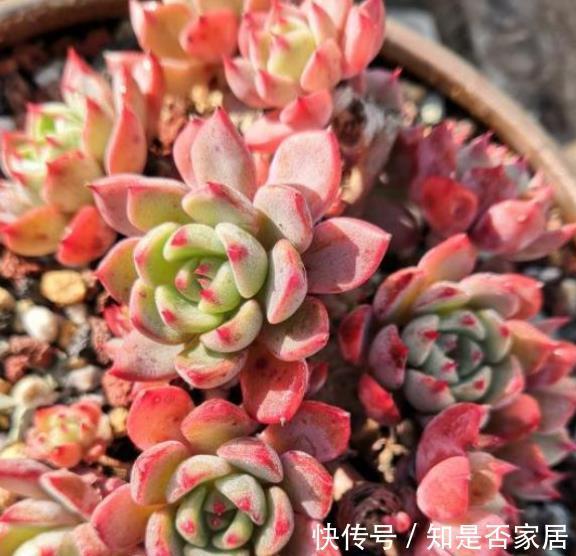 秋天养盆娜娜小勾，不用砍头也能群生，叶尖红红真迷人